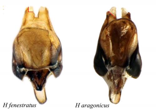 Heterocerus divers
